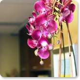 Purple Orchids